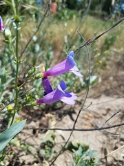 Penstemon azureus azureus