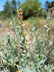 Penstemon azureus azureus