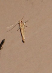 Pyroderces