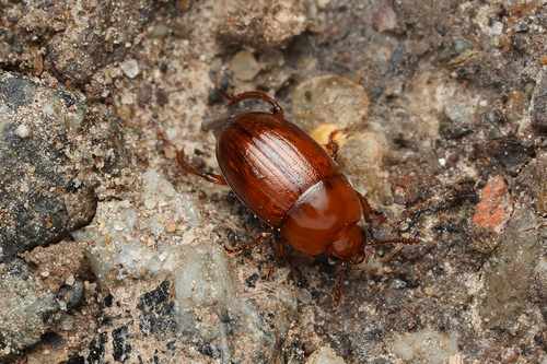 Leiodes oblonga