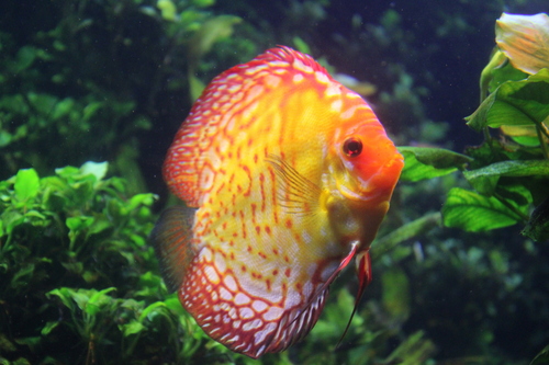 Discus (Symphysodon discus) — Cichlidae — 2