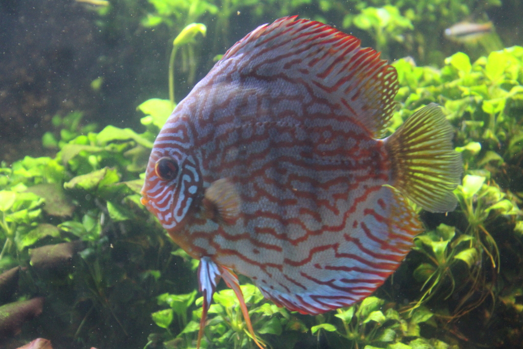 Discus (Symphysodon discus) — Cichlidae