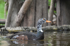 White-Winged Duck photo 3