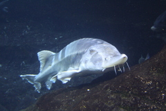 Beluga photo 1
