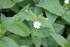 Stellaria bungeana
