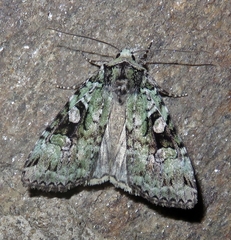 Lacinipolia explicata