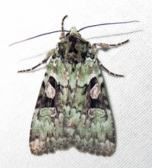Lacinipolia explicata