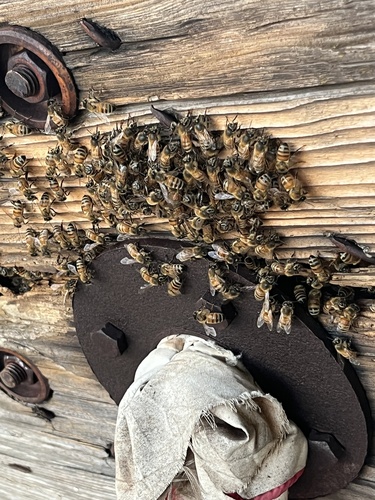 Western Honey Bee