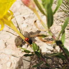 Odynerus cinnabarinus