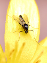 Cricotopus bicinctus