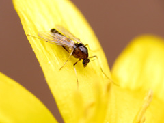 Cricotopus bicinctus