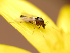 Cricotopus bicinctus