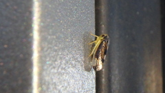 Pediopsoides distinctus