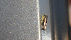 Pediopsoides distinctus