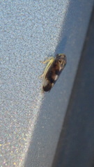 Pediopsoides distinctus