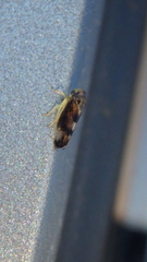 Pediopsoides distinctus