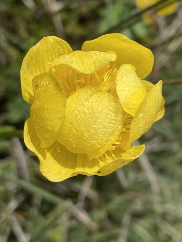 European Globeflower