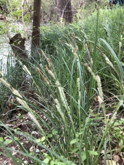 Carex emoryi