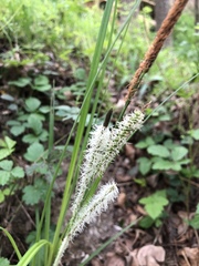 Carex emoryi