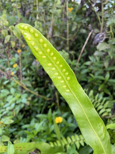 Microsorum scolopendria observed 2024-08-07