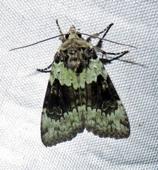 Anaplectoides brunneomedia