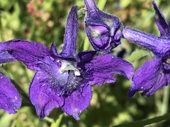 Delphinium menziesii