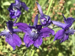 Delphinium menziesii