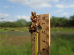 Carex tetrastachya