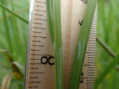 Carex tetrastachya