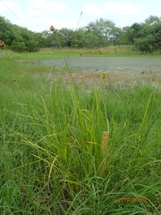 Carex tetrastachya