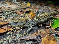 Cyclodomorphus gerrardii