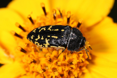 Acmaeodera flavopicta