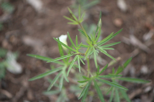 Image of Ipomoea costellata by (c) José Belem Hernández Díaz, some rights reserved (CC BY)