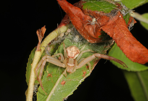 Northern Crab Spider photo 5