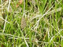 Loxostege cereralis