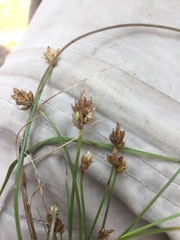Carex chordorrhiza