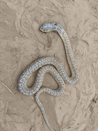 Snouted Cobra