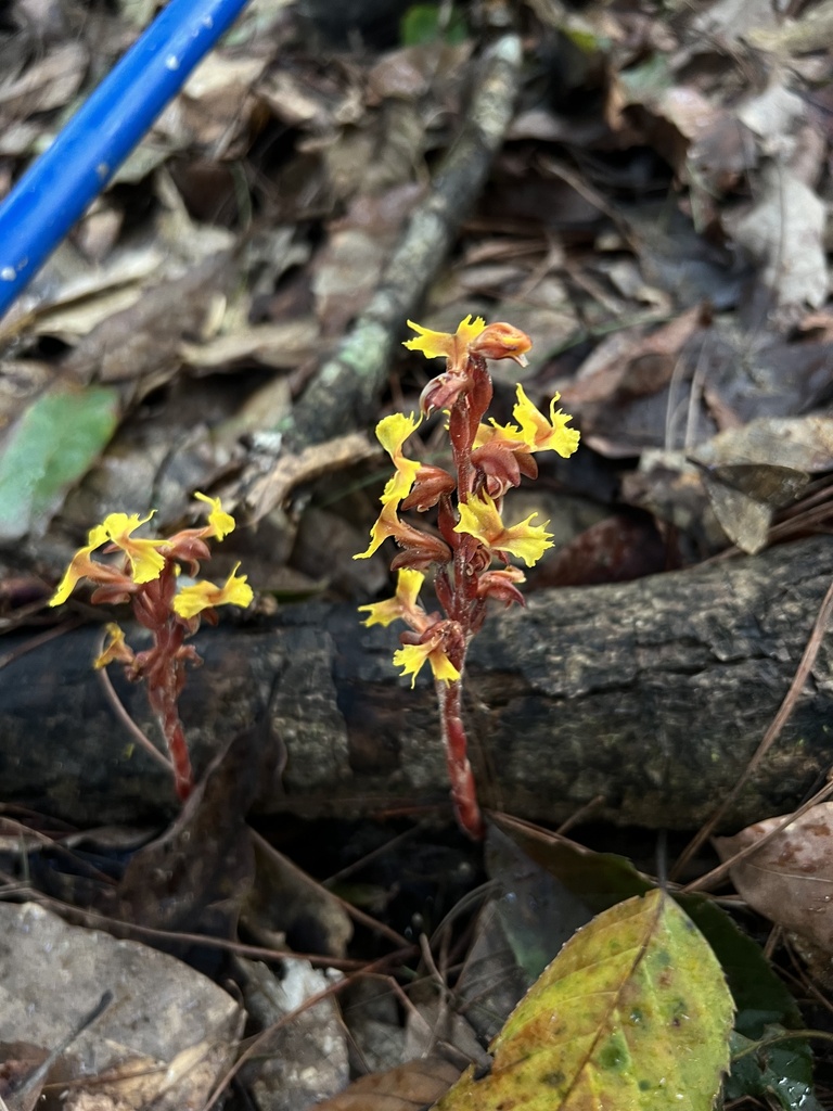 Odontochilus poilanei