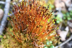 Tetraplodon mnioides