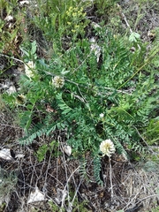 Astragalus inopinatus