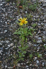 Arnica griscomii