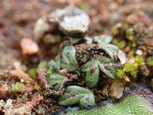 Image of Riccia nigrella by (c) Nina Kerr, some rights reserved (CC BY)
