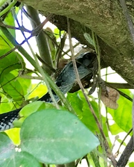 Cubophis cantherigerus