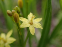 Bulbine semibarbata