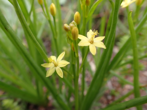 Image of Bulbine semibarbata by (c) Nina Kerr, some rights reserved (CC BY)