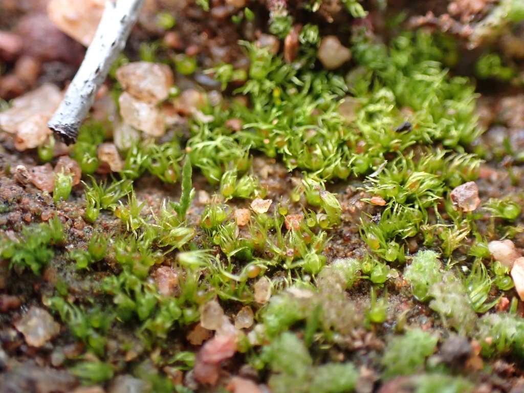 Eccremidium minutum