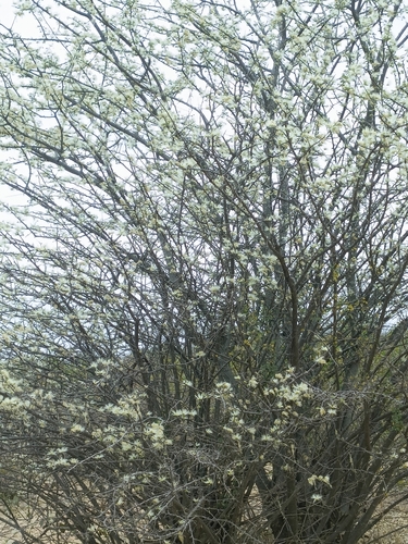 worm-cure false-thorn