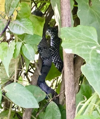 Cubophis cantherigerus