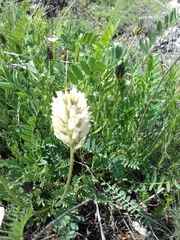 Astragalus inopinatus