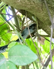 Cubophis cantherigerus